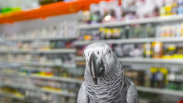 Zblízka africký šedý papoušek (Psittacus erithacus) portrét v obchodě. Pták naslouchá zákazníkovi a nabízí zboží. — Stock fotografie