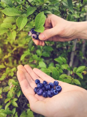 Elleri toplayıp tutan yaban mersini