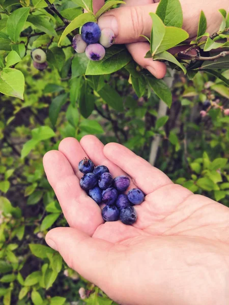 Hands picking up and holding bunch of blueberries