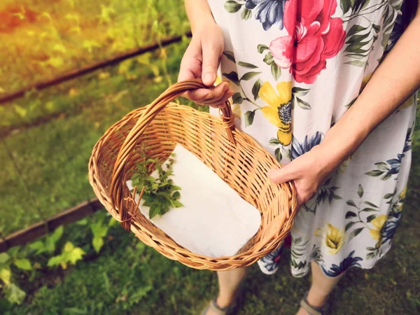 Vrouw Holding mand klaar om te beginnen met het oppakken van kruiden — Stockfoto