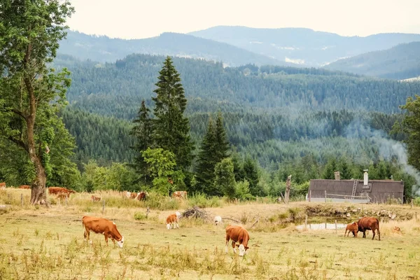Herd of cows and village in mountains surrounded by forrest and nature