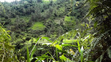 Doğanın ihtişamının takdir edildiği yeşil orman manzarası