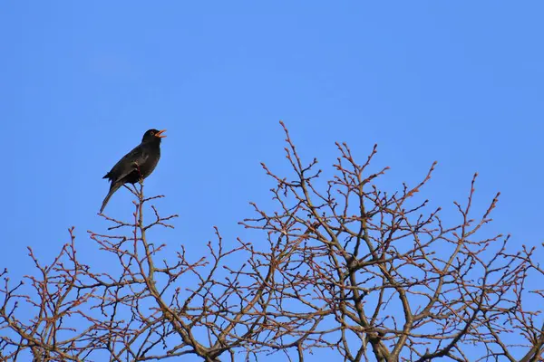 Las aves vuelan del árbol como hojas por el viento — Foto de Stock