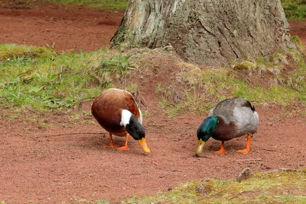 Pato en el lago —  Fotos de Stock