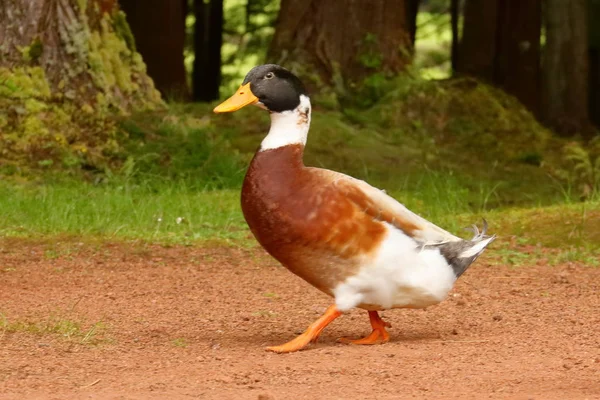 Pato no lago — Fotografia de Stock