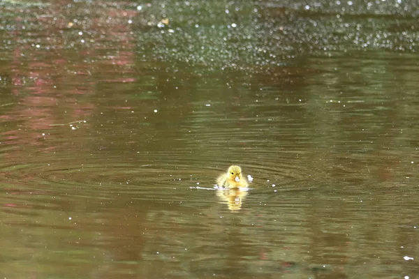 Маленькие утки у озера — стоковое фото