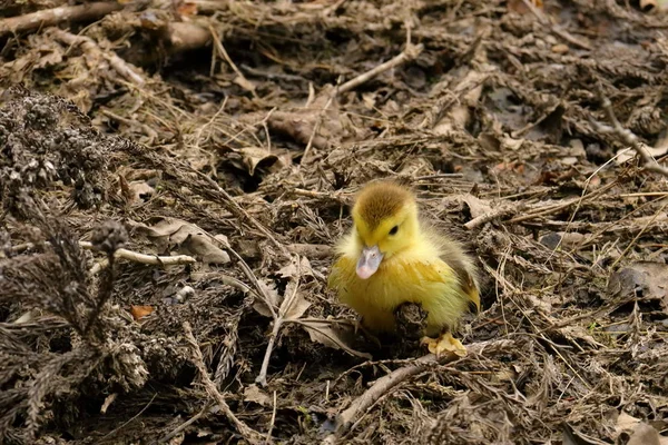 Patos pequeños en el lago —  Fotos de Stock