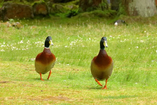 Canard au lac — Photo