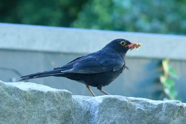 Blackbird, 28 лет, Turdus merula — стоковое фото