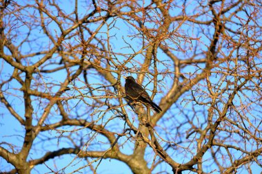 siyah kuş, turdus merula