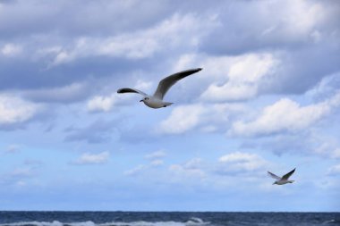 Martı yakın çekimde