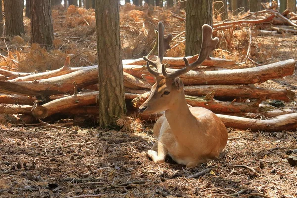 Buck herten in een park — Stockfoto