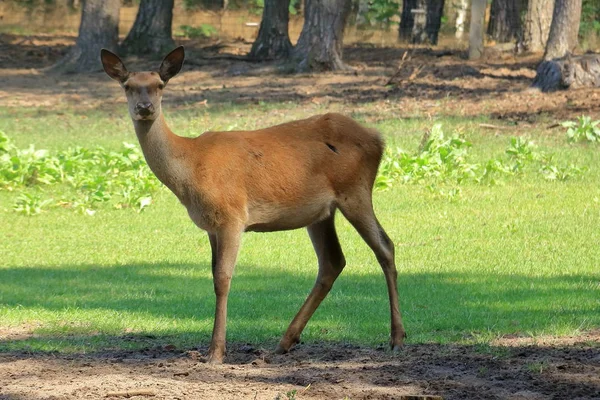 Buck herten in een park — Stockfoto