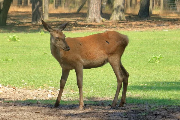 Buck herten in een park — Stockfoto