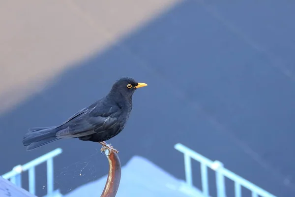 Pássaro-preto, Turdus merula — Fotografia de Stock