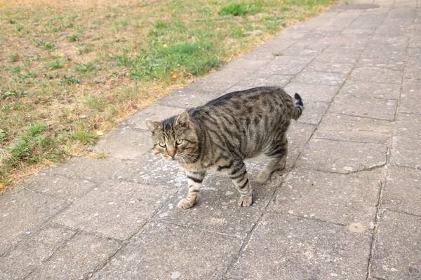 A réten izolált szürke macska — Stock Fotó
