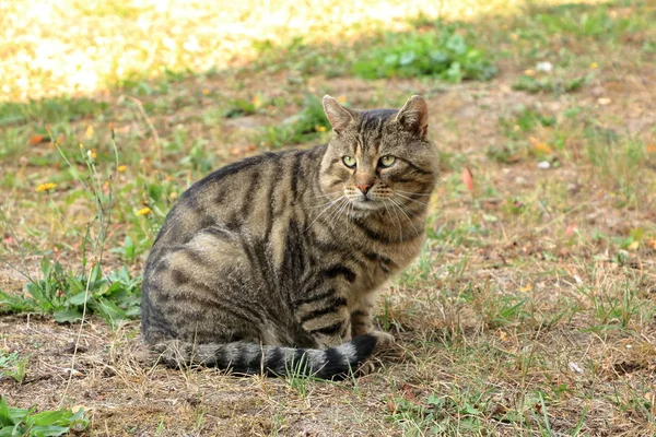 Gato cinza isolado em um prado — Fotografia de Stock