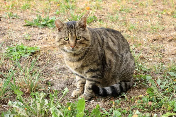 Grå katt isolerad på en äng — Stockfoto