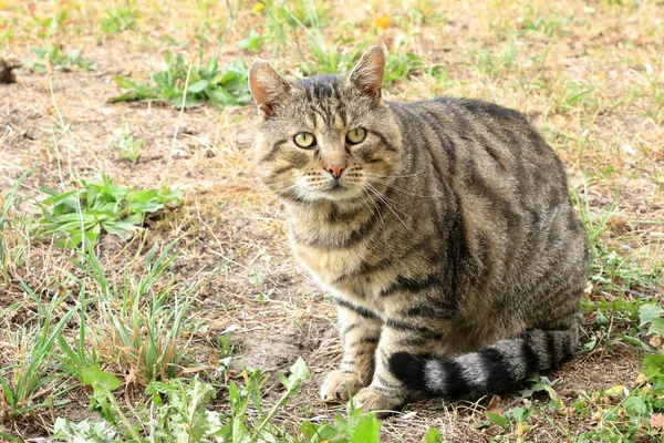 Gato cinza isolado em um prado — Fotografia de Stock