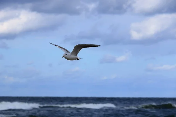 Möwe in Nahaufnahme — Stockfoto