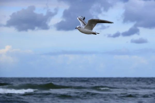 Gaivota de perto — Fotografia de Stock