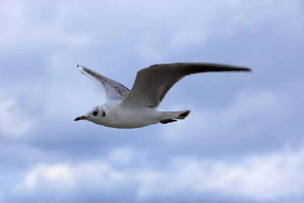 Gull in close up — Stock Photo, Image