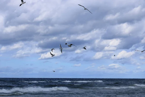 Möwe in Nahaufnahme — Stockfoto