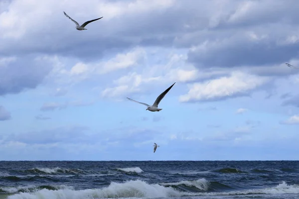 Gull w zbliżenie — Zdjęcie stockowe