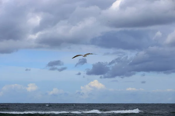 Gaivota de perto — Fotografia de Stock