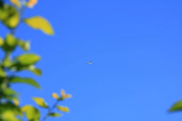 Airplane at the blue sky — Stock Photo, Image