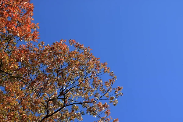 Orangefarbene Herbstblätter gegen den blauen Himmel — Stockfoto