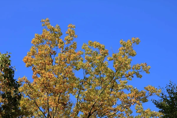 Laranja folhas de outono contra o céu azul — Fotografia de Stock