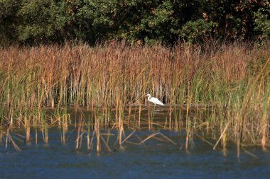 Sazlıktaki bir havuzda beyaz egret