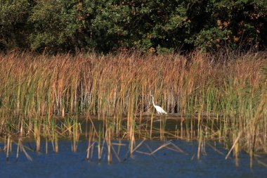 Sazlıktaki bir havuzda beyaz egret