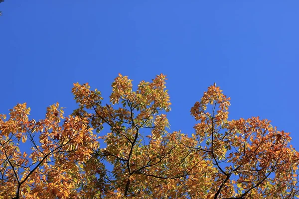 Orange höst löv mot den blå himlen — Stockfoto