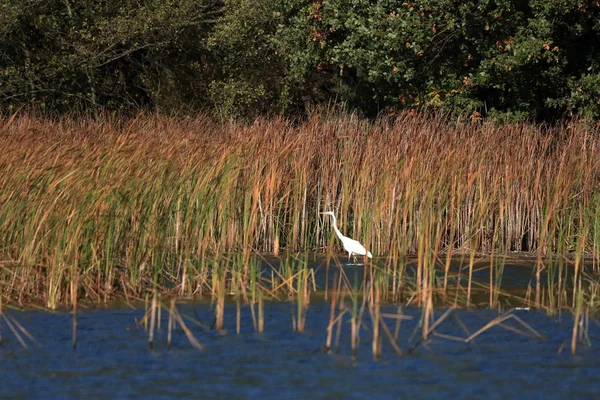 Sazlıktaki bir havuzda beyaz egret
