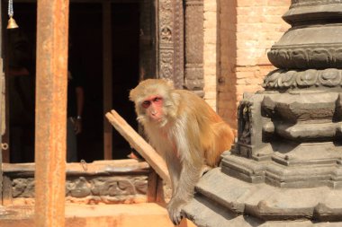 Katmandu'da Bir Tapınakta Makak Maymunlar, Nepal Monkey