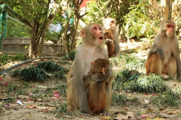 Monos macacos en un templo en Katmandú, Nepal Mono —  Fotos de Stock