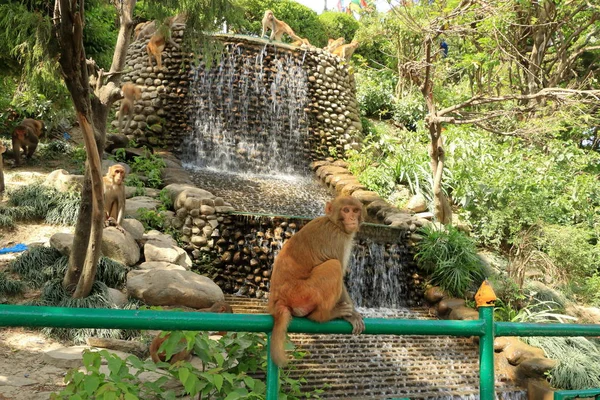 Małpy macaque w świątyni w Katmandu, Nepal Monkey — Zdjęcie stockowe