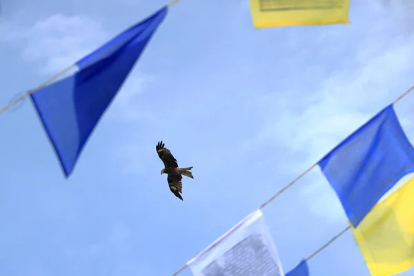 Greifvogel am blauen Himmel in Kathmandu, Adler in Nepal — Stockfoto