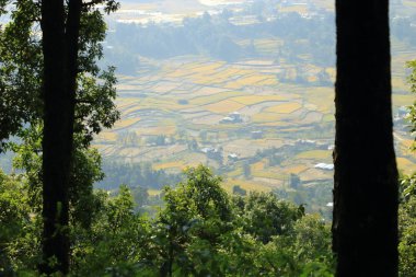 Nepal 'deki pirinç tarlaları