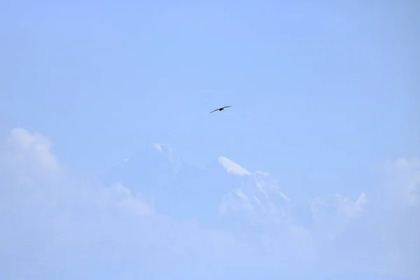 Águila volando sobre la montaña sagrada del Himalaya — Foto de Stock