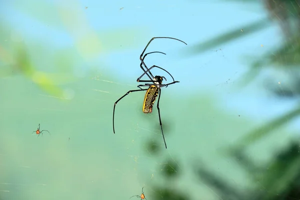 Siyah ve sarı renkli korkutucu nephila pilipes (Kuzey altın Orb Weaver veya dev altın Orb Weaver) örümcek — Stok fotoğraf