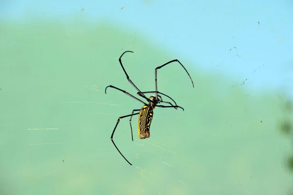 Czarno-żółte kolorowe przerażające Prządka Nephila (północny złoty Tkacz Orb lub gigantyczne złote Orb Weaver) pająk — Zdjęcie stockowe