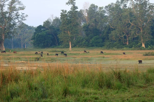 Стадо буйволов в сельской местности Непала — стоковое фото