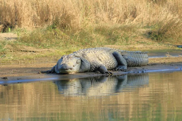 Crocodile agresseur à la rivière Rapti dans le parc national de Chitwan au Népal — Photo