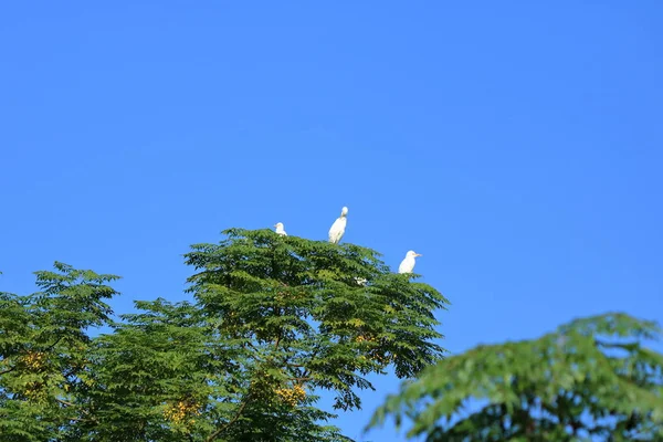 Closed up shore bird birds in an tree, Intermediate egret (Area intermedia), Nepal — Stock Photo, Image