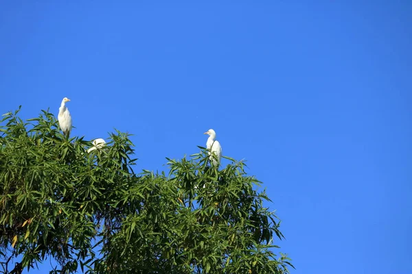 Aves marinhas fechadas em uma árvore, egret intermediário (Área intermédia), Nepal — Fotografia de Stock