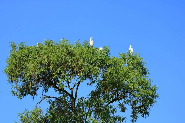 Zamknięte ptaki ptaków w drzewie, Intermediate egret (obszar Intermedia), Nepal — Zdjęcie stockowe