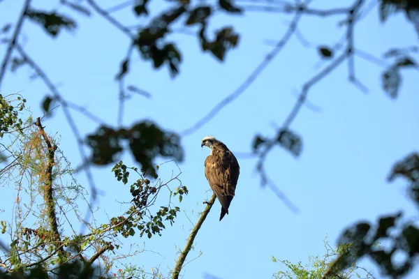 Kama kuyruklu kartal, avın kuşu Nepal 'de yırtıcı arayan bir ağaca dikiyor — Stok fotoğraf